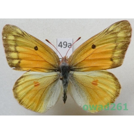 Colias krauthii kluanensis Ferris, 1981 female USA49a